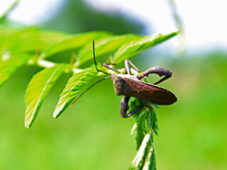 Close-up of an insect perched on a plant. 