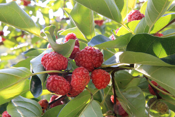 Chinese crested mulberry