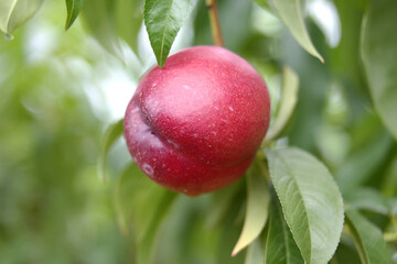 nectarine farm