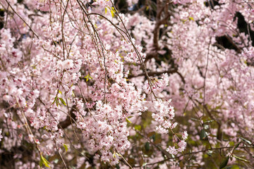 春の陽射しを浴びる満開の桜