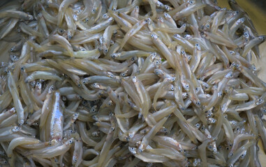 Tiny fish. Corica soborna or Keski fish, 3-4 cm in length is very popular among Bangladeshi and in other bengalis.