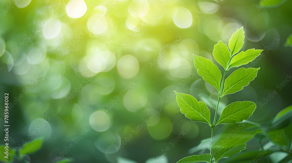 Poster green leaf for nature on blurred background with beautiful bokeh and copy space for text.