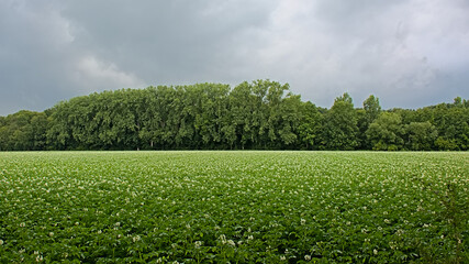 Potato field with trees in the distance under dark clouds in the Flemish countryside. 