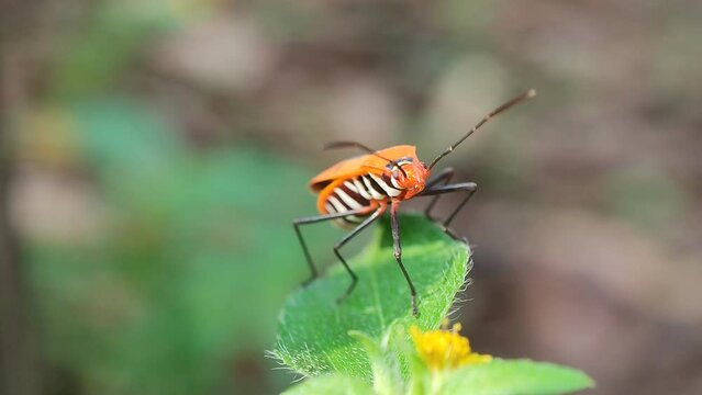 cutton bug on leaves