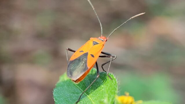 cutton bug on leaves