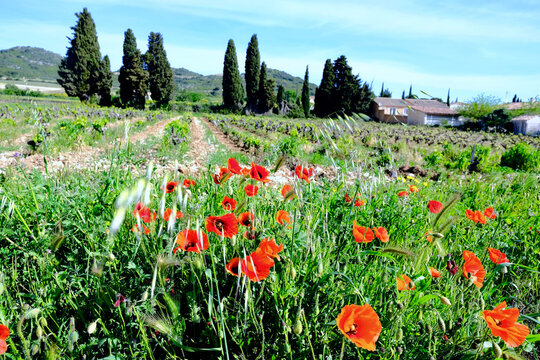 coquelicot dans vigne tavel gard france