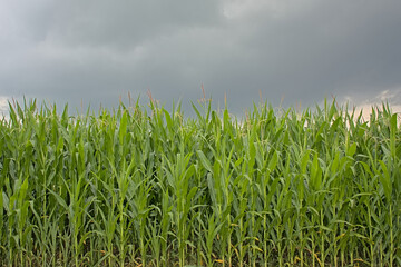 Corn plants in a field under a cloudy summer evening sky in Flanders, Belgium