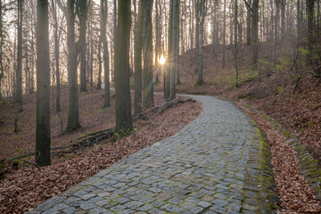 Paved hiking trail in mountain forest at sunrise