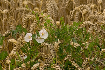 Ripe wheat plants and field bindnweed flowers.