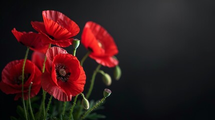 Symbolic red poppies tribute on black background, honoring remembrance day, armistice day, anzac day