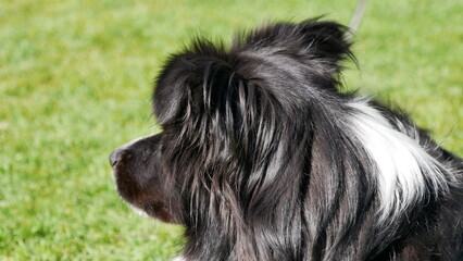 Border Collie