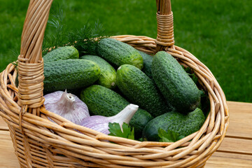 Fresh green small cucumbers in wicker basket on red background