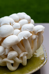 White and brown shimeji edible mushrooms native to East Asia, buna-shimeji is widely cultivated and rich umami tasting compounds