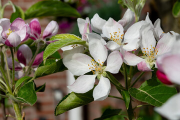 Spring pink blossom of apple trees in orchard, fruit region Haspengouw in Belgium, close up