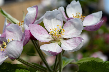 Spring pink blossom of apple trees in orchard, fruit region Haspengouw in Belgium, close up