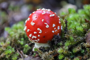 Wilder Fliegenpilz seh nah im Wald