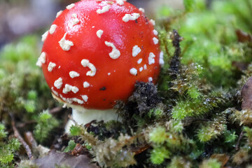 Nahaufnahme eines giftigen Fliegenpilzes