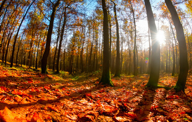 Wald im Herbst Froschperspektive Sonne - 785974211