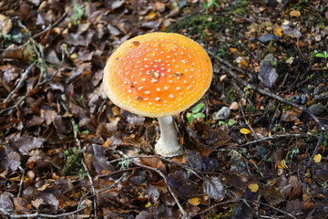 Wilder Fliegenpilz seh nah im Wald