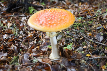 Wilder Fliegenpilz seh nah im Wald