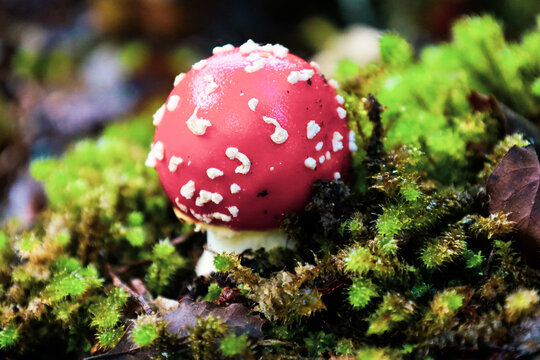 Wilder Fliegenpilz seh nah im Wald