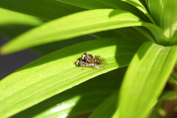 Male and female hoverfly, Migrant Aphideater, Eupeodes corollae, family Syrphidae on a leaf of lily (Lilium). Mating. Dutch garden, Spring, April