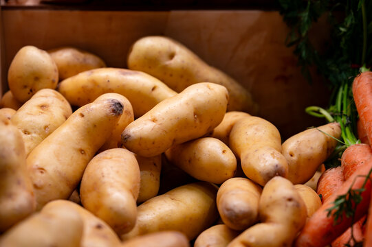 Ratte potato, La Ratte, La Reine Ratte du Touquet, or Asparges small potato with unique nutty flavor and smooth, buttery texture.