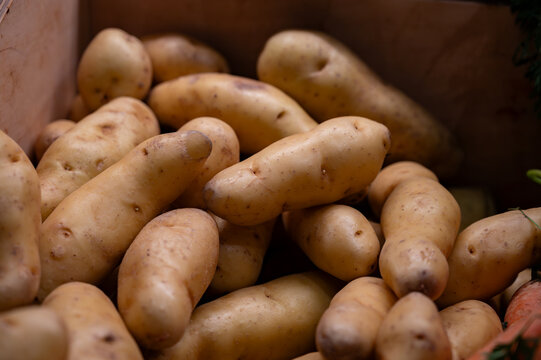 Ratte potato, La Ratte, La Reine Ratte du Touquet, or Asparges small potato with unique nutty flavor and smooth, buttery texture.