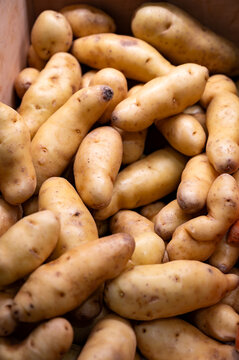 Ratte potato, La Ratte, La Reine Ratte du Touquet, or Asparges small potato with unique nutty flavor and smooth, buttery texture.