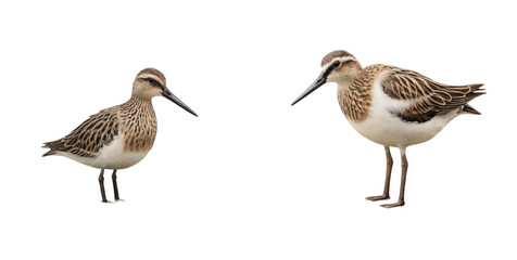 Fototapeta premium set of stork isolated on transparent background