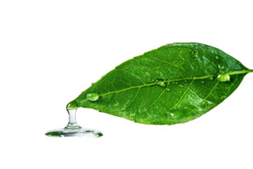Green leaves have water droplets coming out of them.
.Isolated on white background.