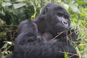 silverback Mountain Gorilla, Uganda