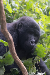silverback Mountain Gorilla, Uganda