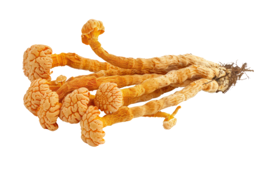 Fresh Cordyceps mushroom
.isolated on white background