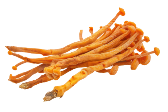 Fresh Cordyceps mushroom
.isolated on white background