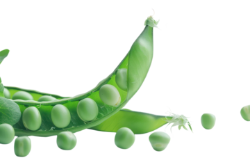 Fresh ginger root or rhizome
.isolated on white background