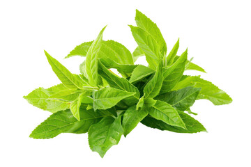 Obraz premium fresh lemon verbena .isolated on white background