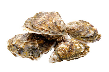 fresh oysters
.isolated on white background