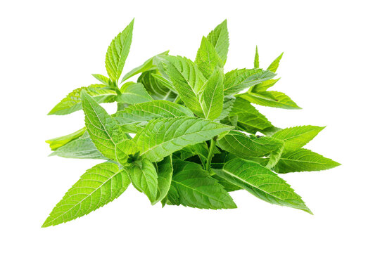 "Lemon Verbena" Images – Browse 1,932 Stock Photos, Vectors, and Video ...