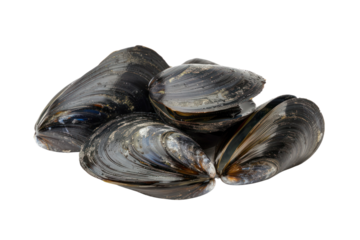 group of mussels
.isolated on white background
