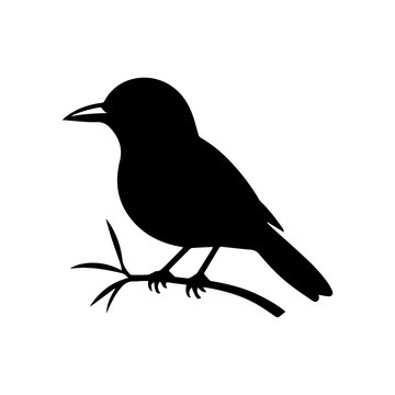 bird black  illustration