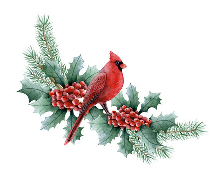 recommend clip art: Christmas bird sitting on fir and holly branch with red berries watercolor isolated illustration for winter holidays with red cardinal greeting cards and New Year