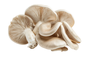 Oyster mushrooms 
.isolated on white background
