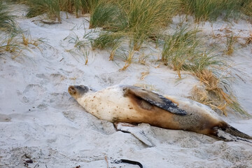 Seelöwen in freier Natur am Strand 