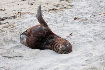 Seehund am Strand Nahaufnahme