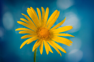 Extreme macro picture of Doronicum orientale - leopard's bane flower on blue background. Closeup view of yellow daisy flower with tender petals growing in nature. Abstract floral background. - 785982874