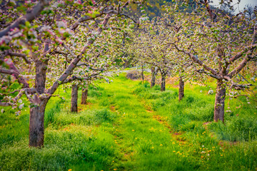 Beautiful spring scenery. Apple trees garden in outskirts of Bitola town. Colorful morning scene of North Macedonia. Beauty of nature concept background. - 785982897