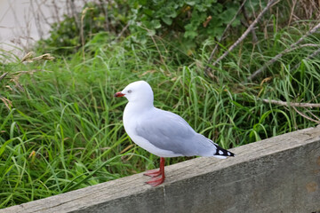Obraz premium Möve in Nahaufnahme auf einer Mauer am Strand