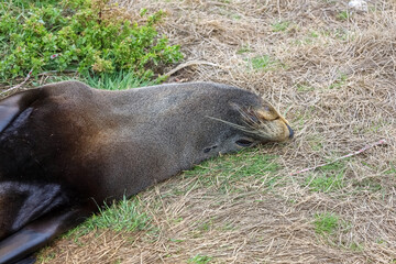 Seelöwen in freier Natur am Strand 