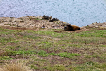 Seehunde an der Küste in Neuseeland